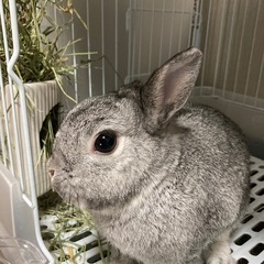 ネザーランドドワーフ　5歳