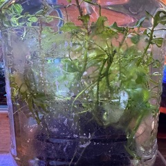 メダカ、ミナミヌマエビの稚魚
の画像