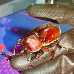 RRカブトムシ（2ペア）の画像