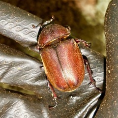 RRカブトムシ（2ペア）の画像