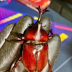 RRカブトムシ（2ペア）の画像