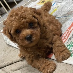 プードル可愛い男の子販売中