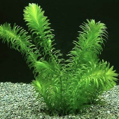 水草セットの画像