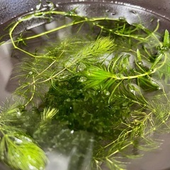 水草セットの画像
