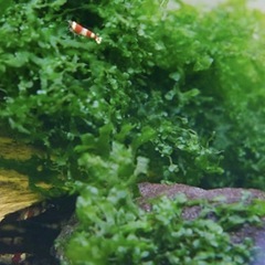 水草セットの画像