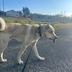 犬のしつけが出来て、大切に飼ってくださる方いらっしゃいませんか？