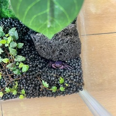 カニ水槽の画像