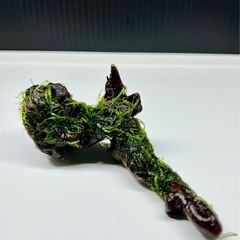 水草付き流木の画像