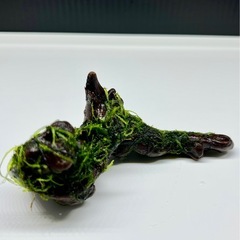 水草付き流木の画像