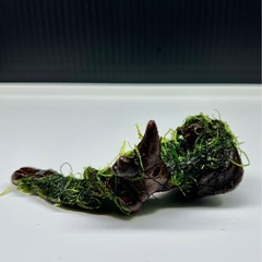 水草付き流木の画像