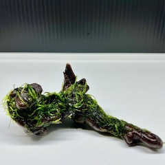 水草付き流木の画像