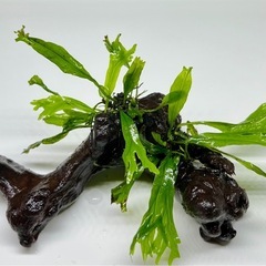 水草付き流木の画像