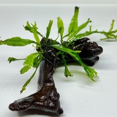 水草付き流木の画像