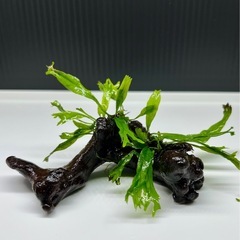 水草付き流木の画像