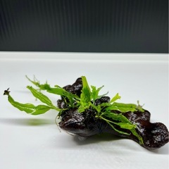 水草付き流木の画像
