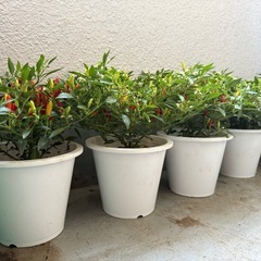 メキシカンチリペッパー 唐辛子 鉢植え 1ポットの画像