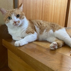 猫を探しています