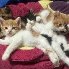 至急里親様募集！