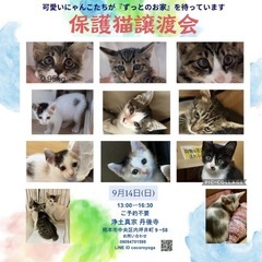 合同保護猫譲渡会in丹後寺