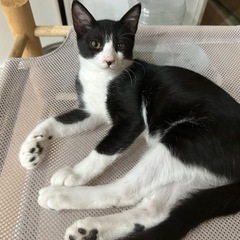 生後3か月　ハチワレの男の子