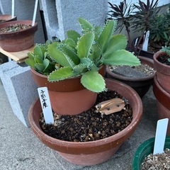 不要な植木鉢がありましたら譲って欲しいです。