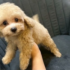 トイプードル🥰