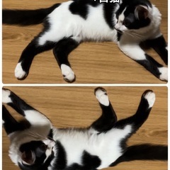 4月中旬生まれの子猫3匹里親募集中です