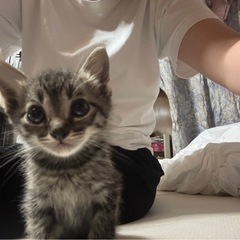 子猫