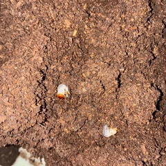 ネプチューンオオカブト初齢幼虫の画像