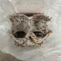 レッドローチ の画像