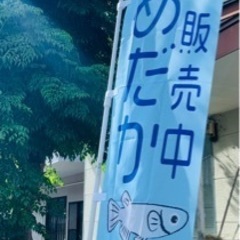 めだかの販売 9月13日(土曜日）※20日はお休みの画像