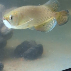 熱帯魚　ノーザンバラムンディ　約15〜20㎝の画像