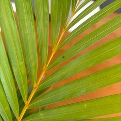 観葉植物　アレカヤシの画像