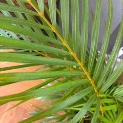 観葉植物　アレカヤシの画像