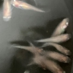 メダカ　紅ほっぺ　10匹の画像