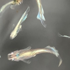 メダカ　エメキン　10匹の画像