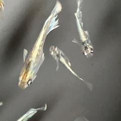 メダカ　エメキン　10匹の画像