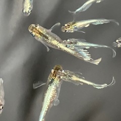 メダカ　エメキン　10匹の画像