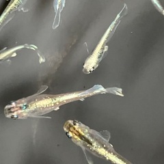 メダカ　エメキン　10匹の画像