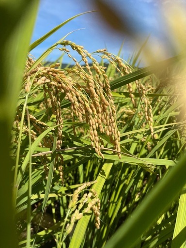 和歌山市　御坊　上富田渡し　7年産　新米　有機肥料による栽培米　キヌヒカリ玄米30kg