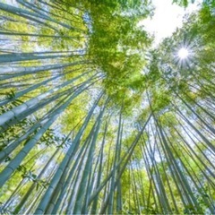金沢市周辺で放置竹林整備に興味がある方