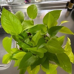 🌿ポトス．ライム🌿の画像