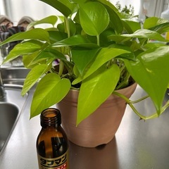 🌿ポトス．ライム🌿の画像