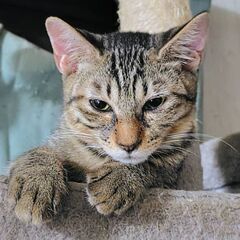 ボク、キジオ、４ヶ月です