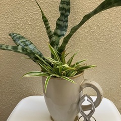 観葉植物🪴サンスベリア「トラの尾」の画像