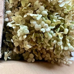 アナベル　ドライフラワーの画像