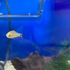 ゴールデンバルブ（ペア）＋稚魚1匹の画像