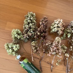 無農薬　柏葉アジサイ　紫陽花ドライフラワー　一箱　セットの画像