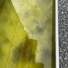 ミックスメダカ200から３００匹の画像
