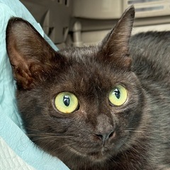 【人慣れ抜群野良🐈‍⬛】グリーンアイ🟢のめちゃくちゃ可愛い…